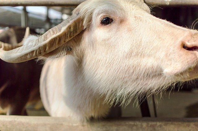 What can I write about buffalo?